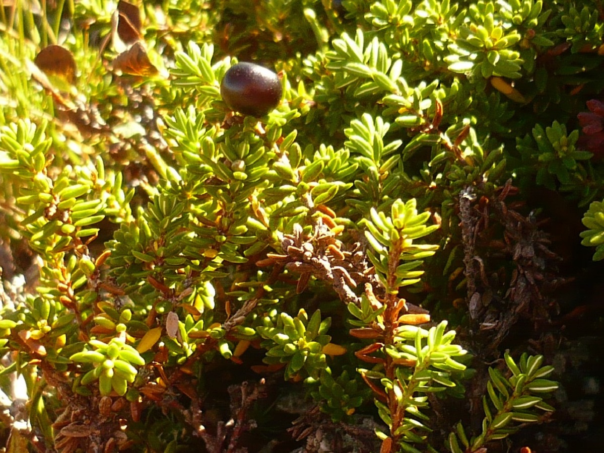 Empetrum nigrum subsp. hermaphroditum (Ericaceae)